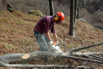 Comunicato alla cittadinanza: intervento urgente nel Parco Comunale di Villa Dezzutti